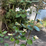 Correa alba 'Snowbelle' [Sz:100 mm]