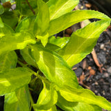 Forsythia x intermedia 'Golden Times' [Sz:100 mm]