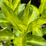 Forsythia x intermedia 'Golden Times' [Sz:100 mm]