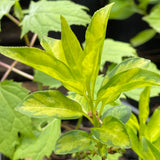 Forsythia x intermedia 'Golden Times' [Sz:100 mm]
