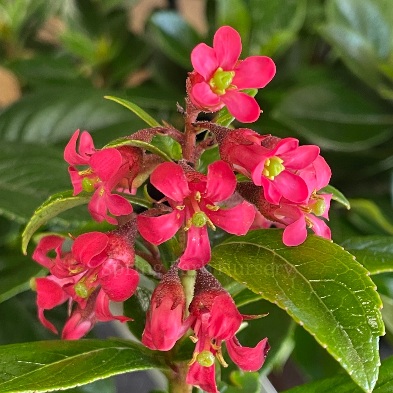 Escallonia langleyensis Red Knight™ [Sz:100 mm]