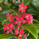 Escallonia langleyensis Red Knight™ [Sz:100 mm]