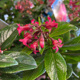 Escallonia langleyensis Red Knight™ [Sz:100 mm]