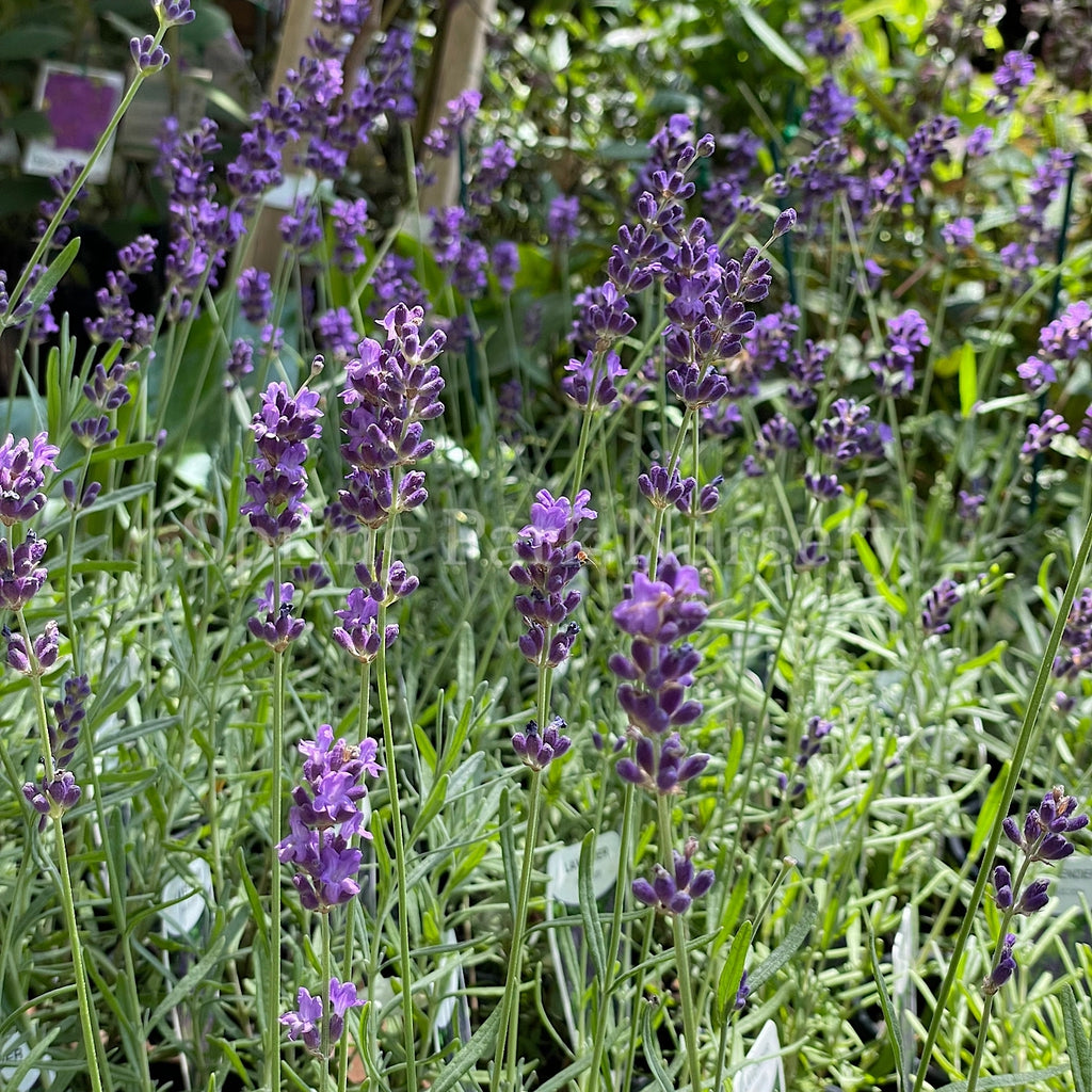 Lavandula angustifolia 'Hidcote' [Sz:100 mm]