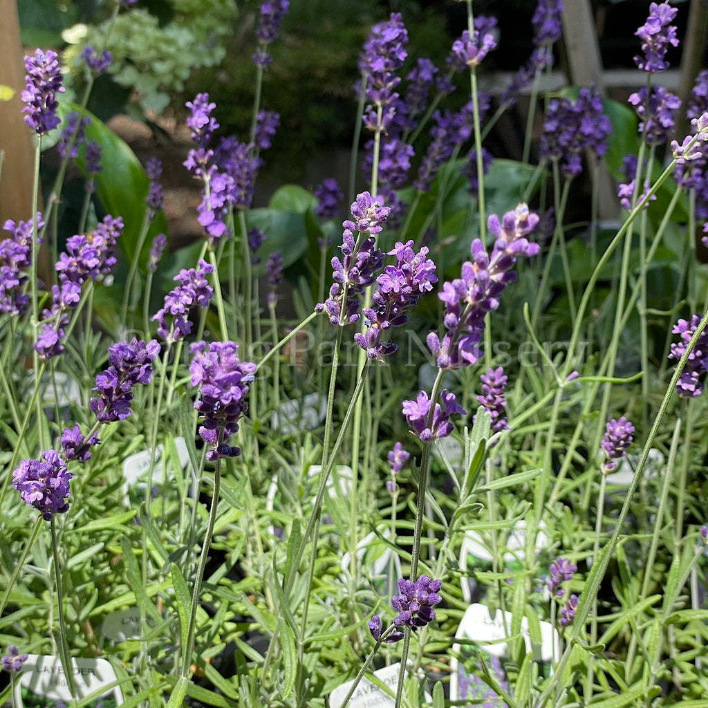 Lavandula angustifolia 'Hidcote' [Sz:100 mm]