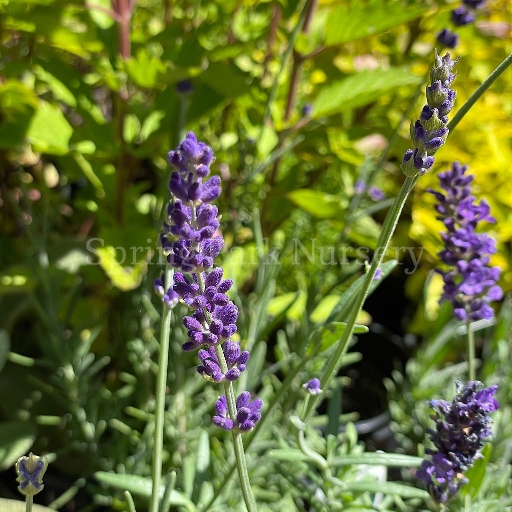 Lavandula angustifolia 'Hidcote' [Sz:100 mm]