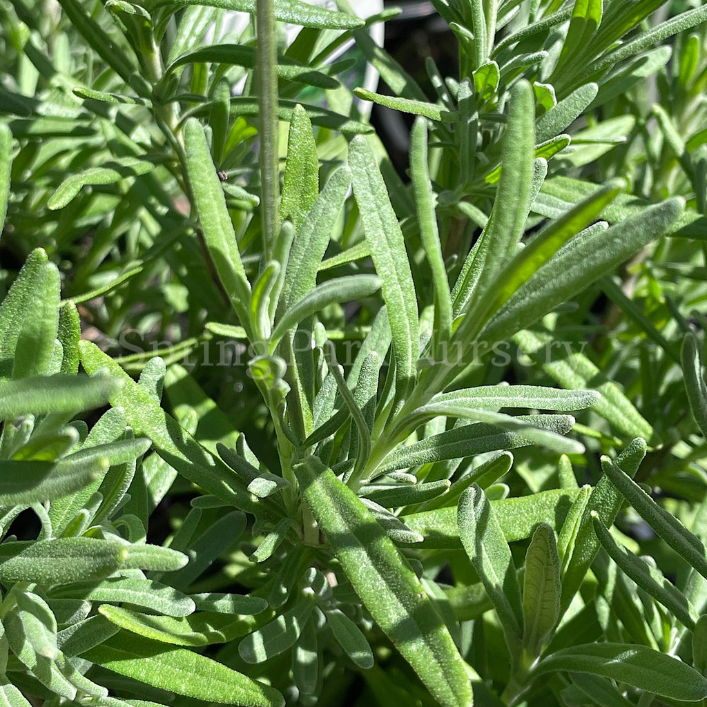 Lavandula angustifolia 'Hidcote' [Sz:100 mm]