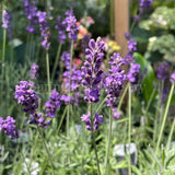 Lavandula angustifolia 'Hidcote' [Sz:100 mm]