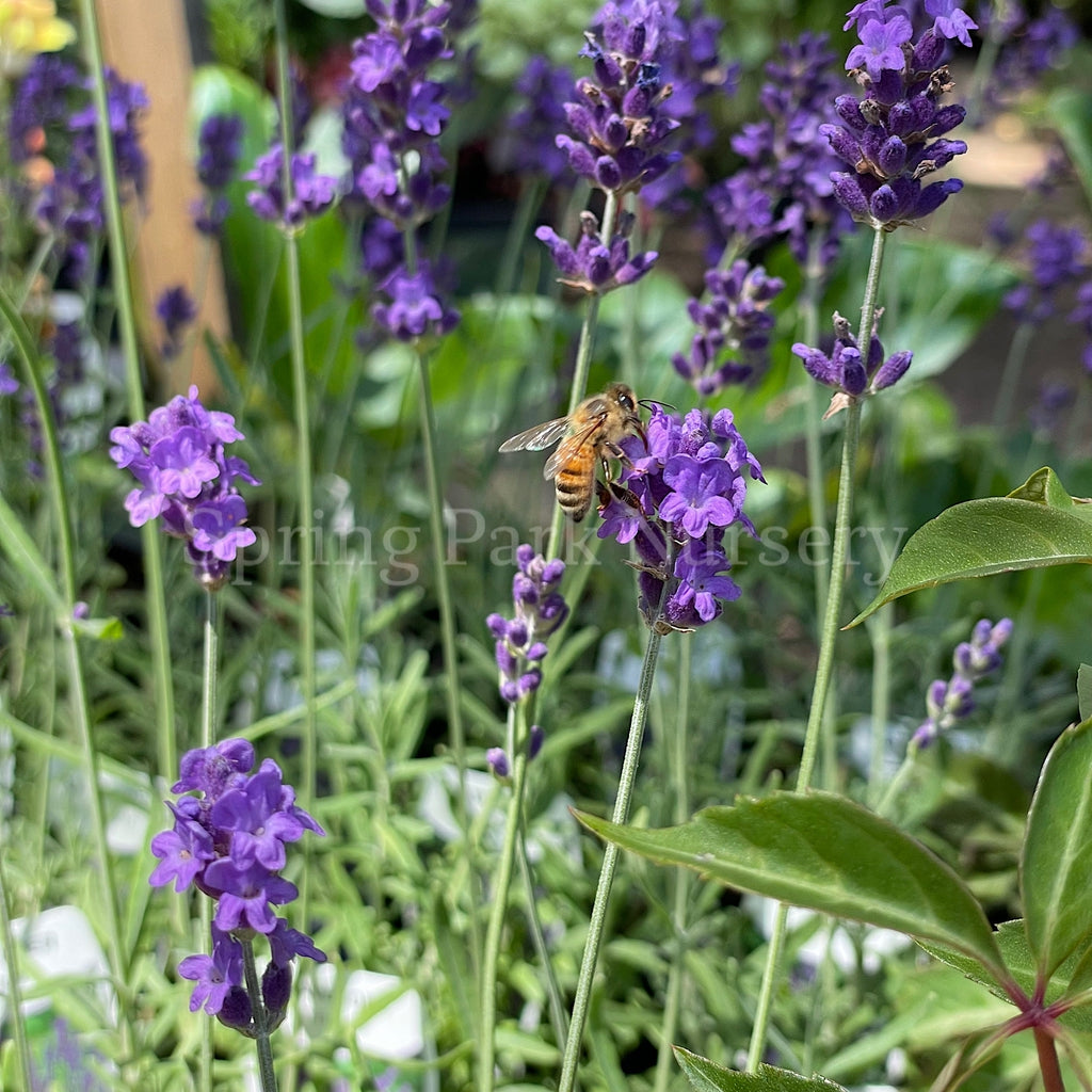 Lavandula angustifolia 'Hidcote' [Sz:100 mm]