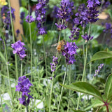 Lavandula angustifolia 'Hidcote' [Sz:100 mm]