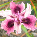 Pacific Coast Iris 'Twilight Moon' [Sz:100 mm]