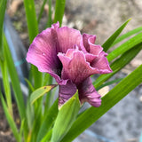 Pacific Coast Iris 'Twilight Moon' [Sz:100 mm]