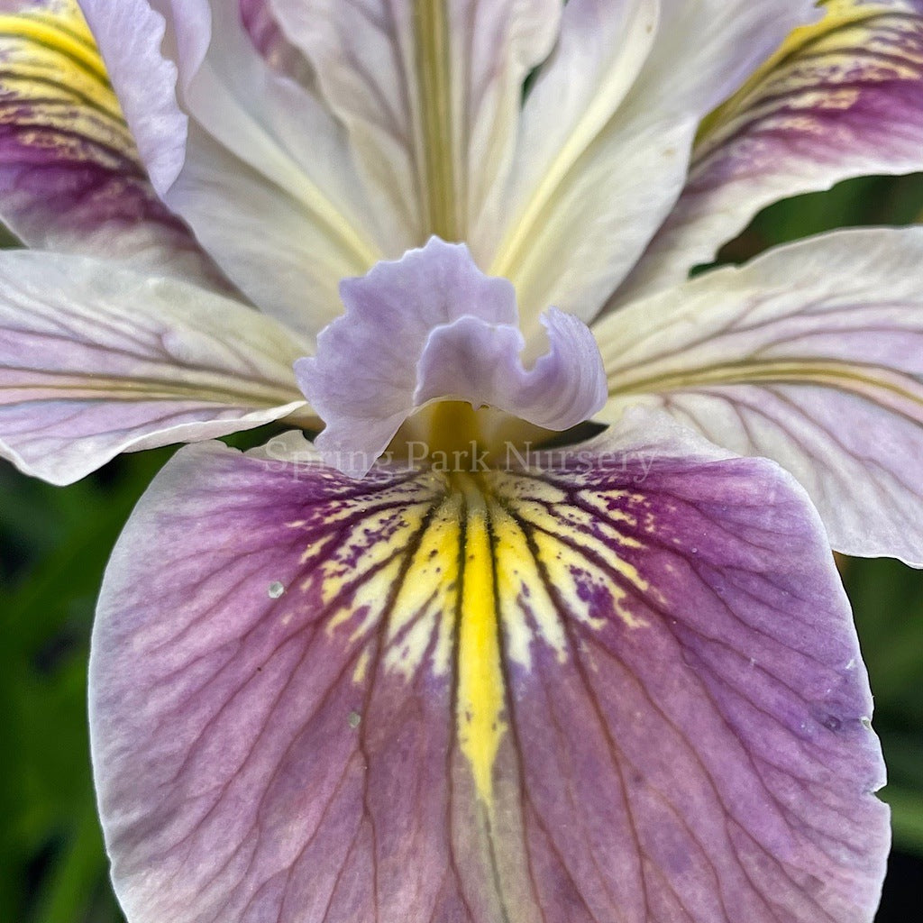 Pacific Coast Iris 'Clarkes Hill' [Sz:100 mm]