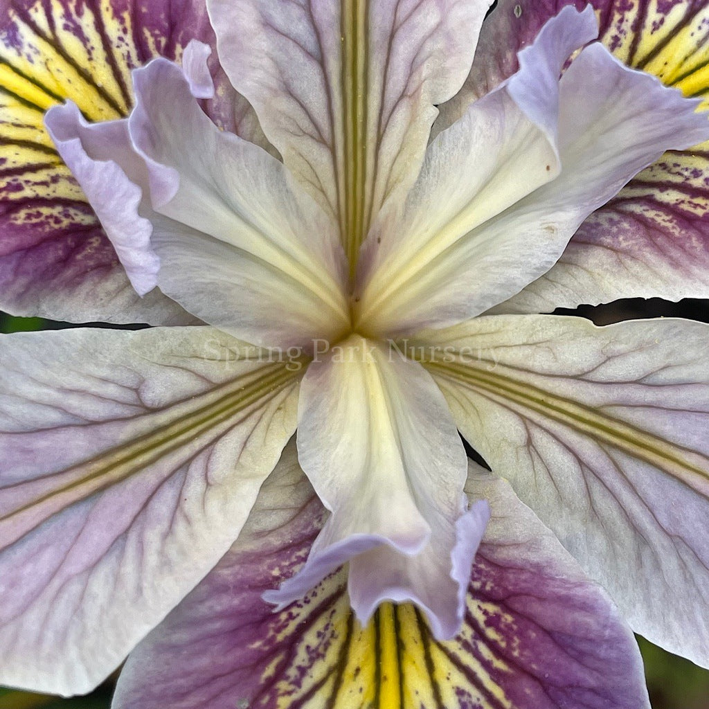 Pacific Coast Iris 'Clarkes Hill' [Sz:100 mm]