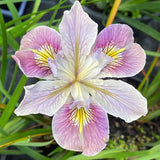 Pacific Coast Iris 'Clarkes Hill' [Sz:100 mm]