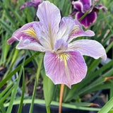 Pacific Coast Iris 'Clarkes Hill' [Sz:100 mm]