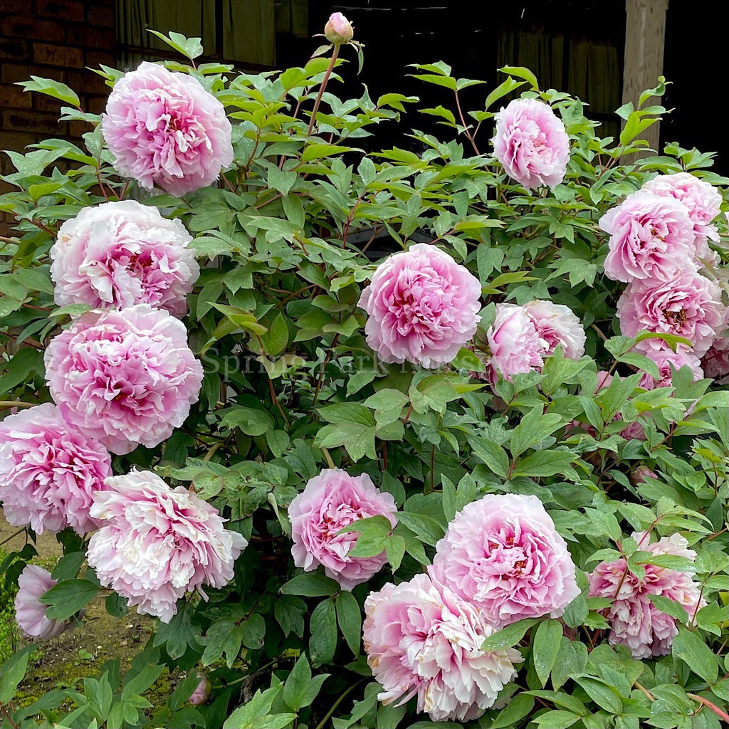 Tree Peony 'Etienne de France' [Sz:200 mm]