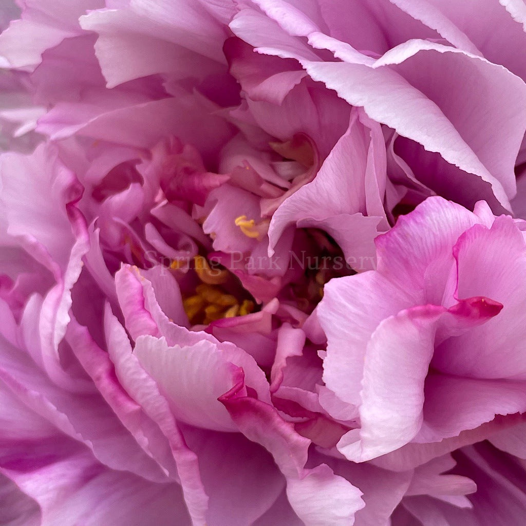 Tree Peony 'Etienne de France' [Sz:200 mm]