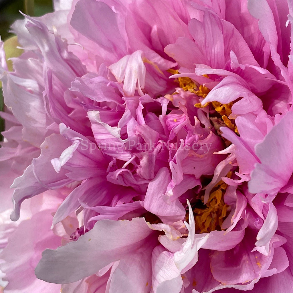 Tree Peony 'Etienne de France' [Sz:200 mm]