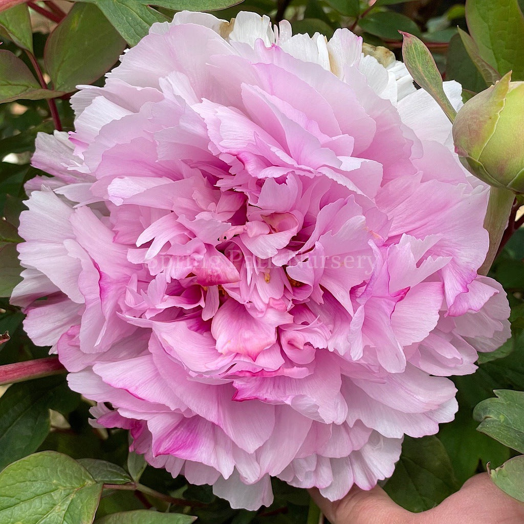 Tree Peony 'Etienne de France' [Sz:200 mm]