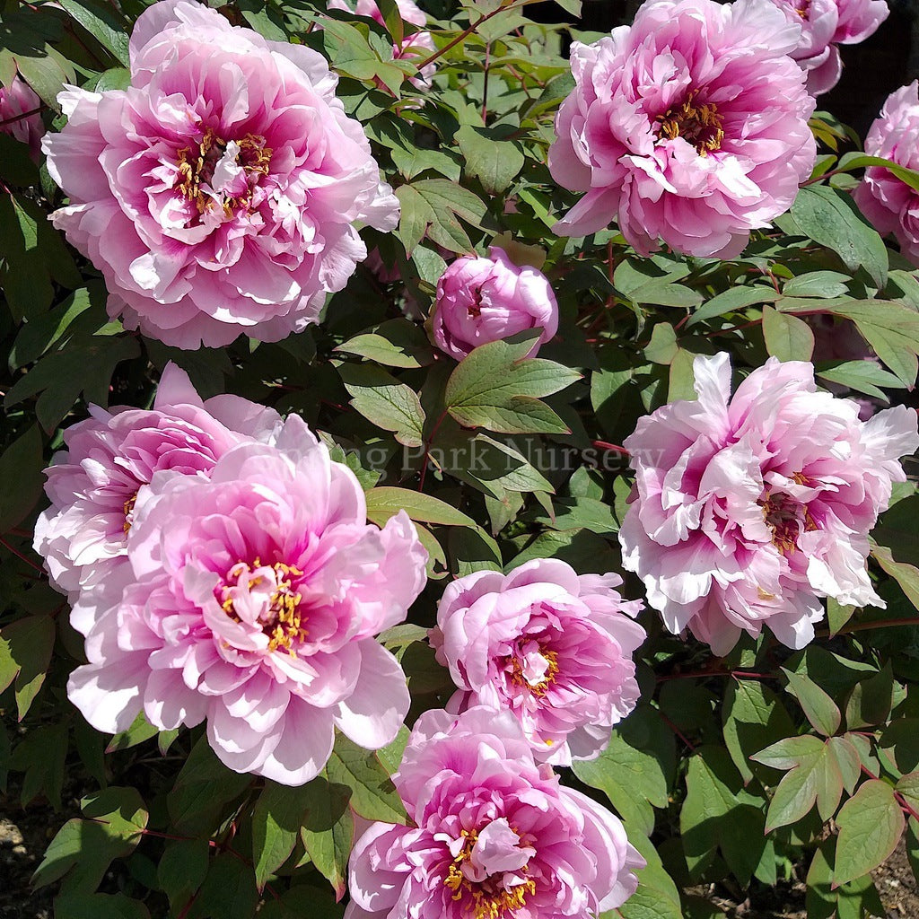 Tree Peony 'Etienne de France' [Sz:200 mm]