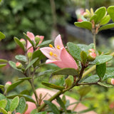 Correa 'Isabell' [Sz:100 mm]