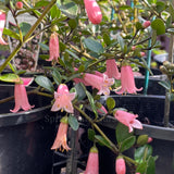 Correa 'Isabell' [Sz:100 mm]