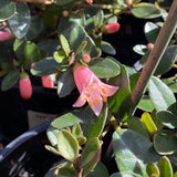 Correa 'Isabell' [Sz:100 mm]