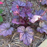 Heuchera 'Sugar Plum' [Sz:100 mm]