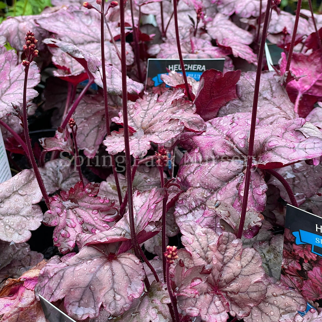 Heuchera 'Sugar Plum' [Sz:100 mm]