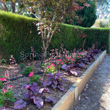 Heuchera 'Sugar Plum' [Sz:100 mm]