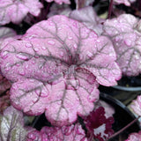 Heuchera 'Sugar Plum' [Sz:100 mm]