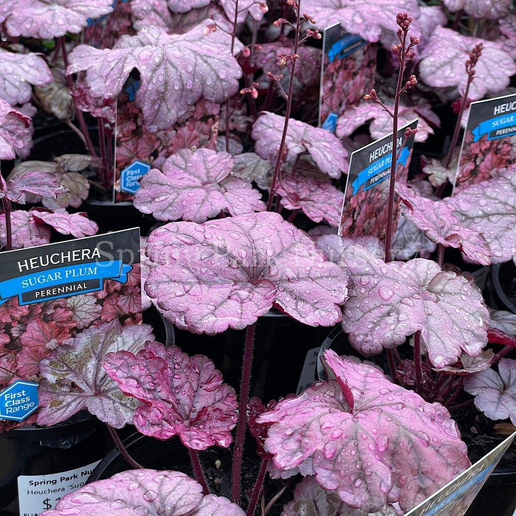 Heuchera 'Sugar Plum' [Sz:100 mm]