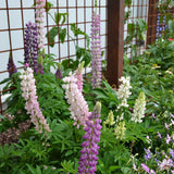 Lupin Dwarf Mix [Sz:100 mm]