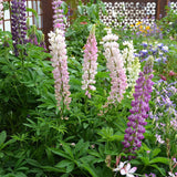 Lupin Dwarf Mix [Sz:100 mm]