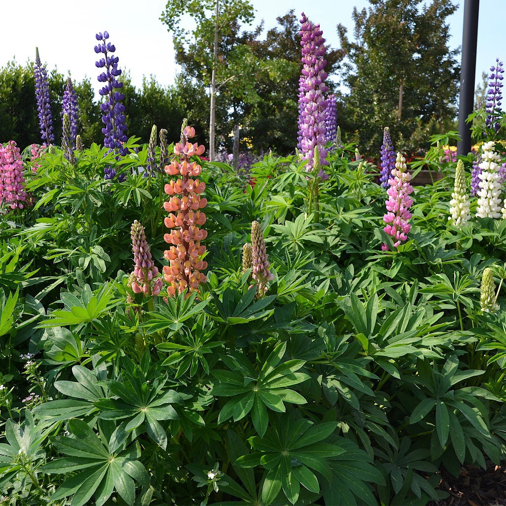 Lupin Dwarf Mix [Sz:100 mm]