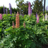 Lupin Dwarf Mix [Sz:100 mm]