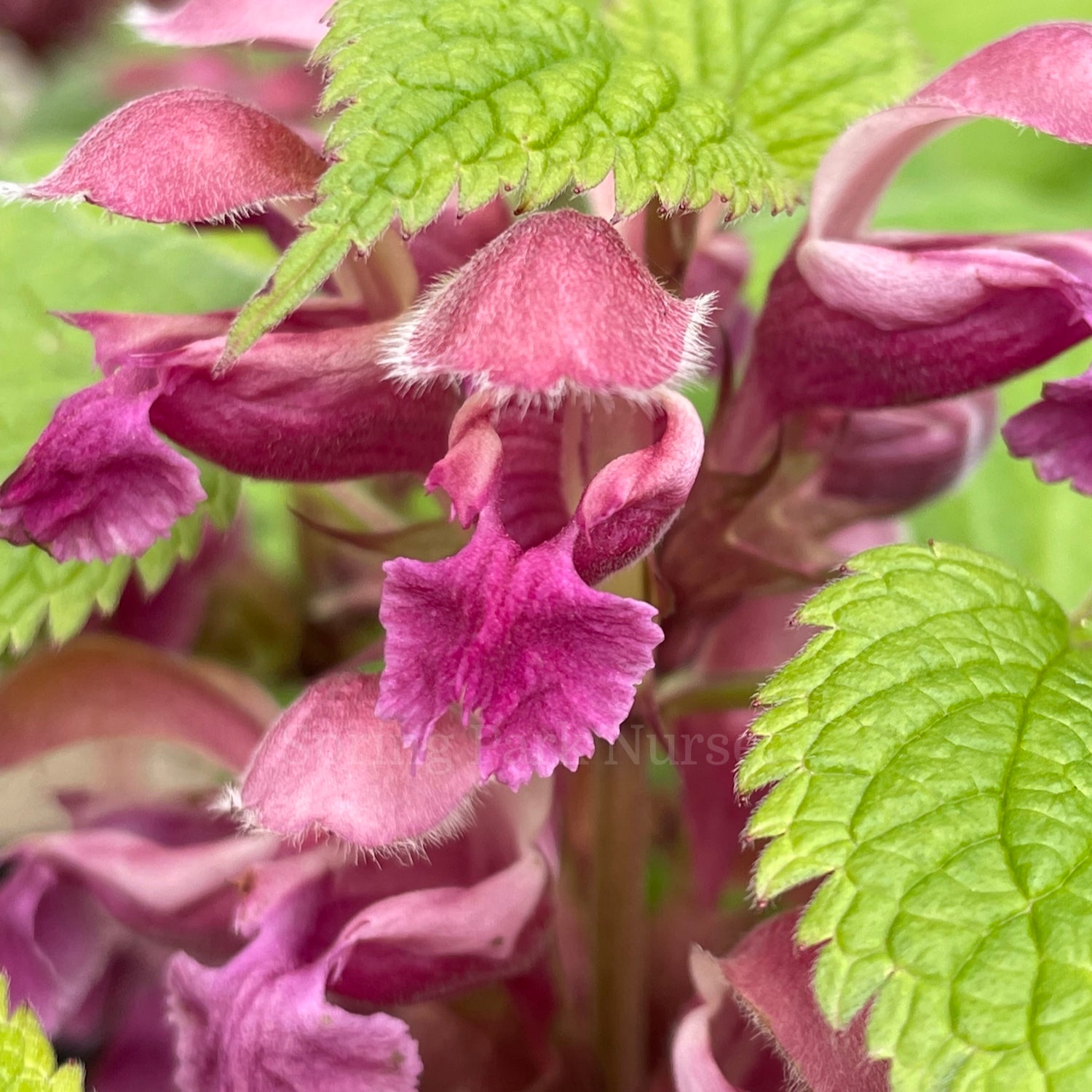 Lamium orvala [Sz:100 mm]
