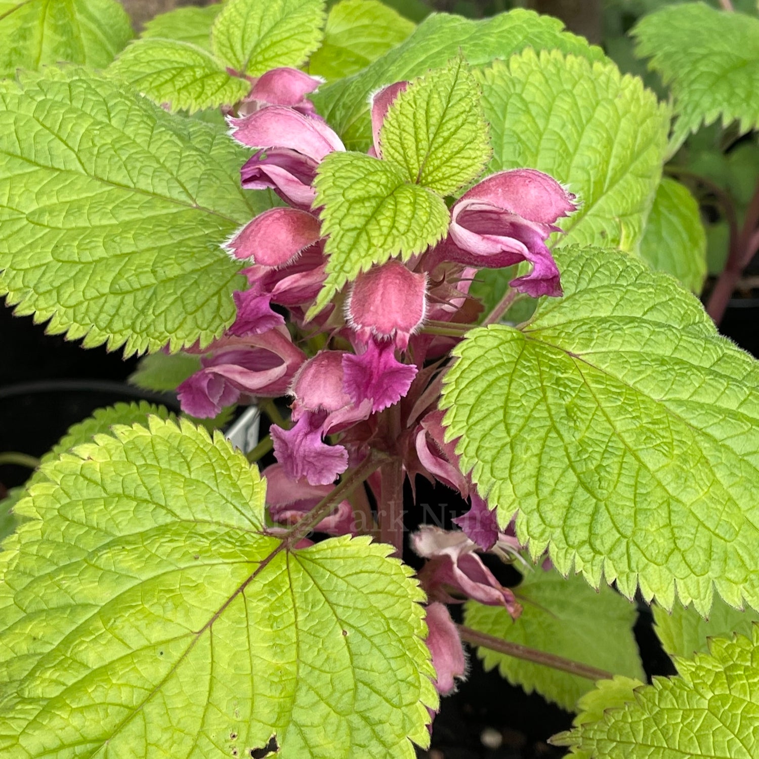 Lamium orvala [Sz:100 mm]