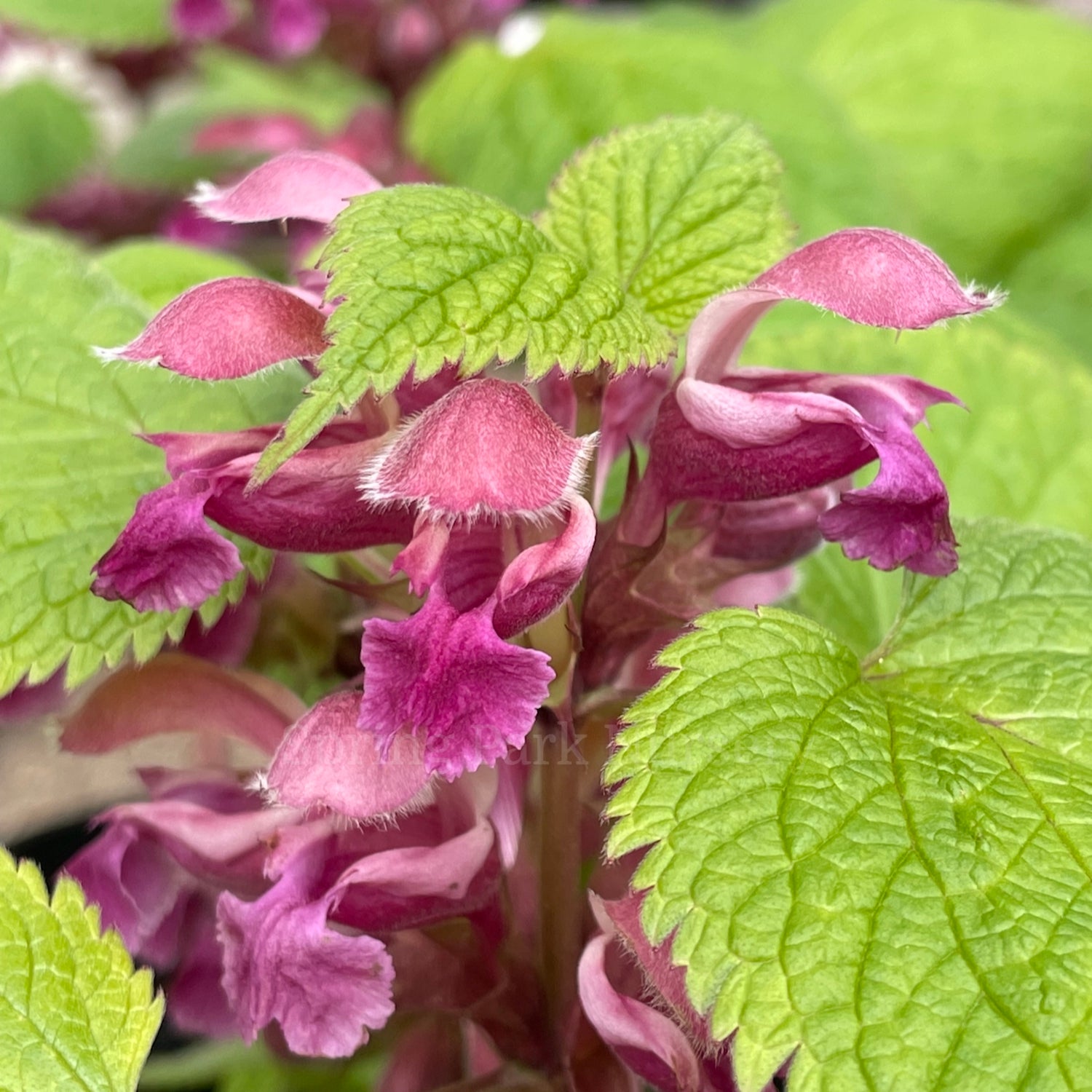 Lamium orvala [Sz:100 mm]
