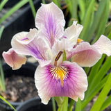 Pacific Coast Iris 'Ballerina' [Sz:100 mm]