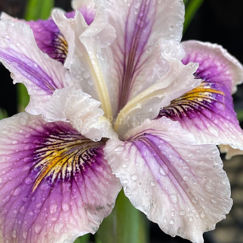 Pacific Coast Iris 'Ballerina' [Sz:100 mm]