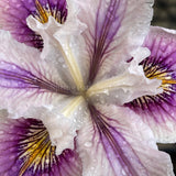 Pacific Coast Iris 'Ballerina' [Sz:100 mm]