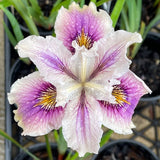 Pacific Coast Iris 'Ballerina' [Sz:100 mm]