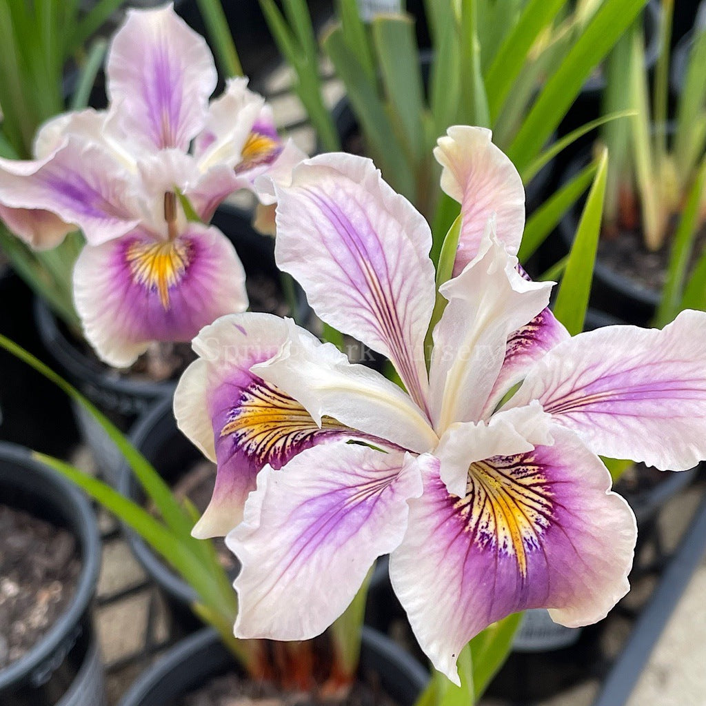 Pacific Coast Iris 'Ballerina' [Sz:100 mm]