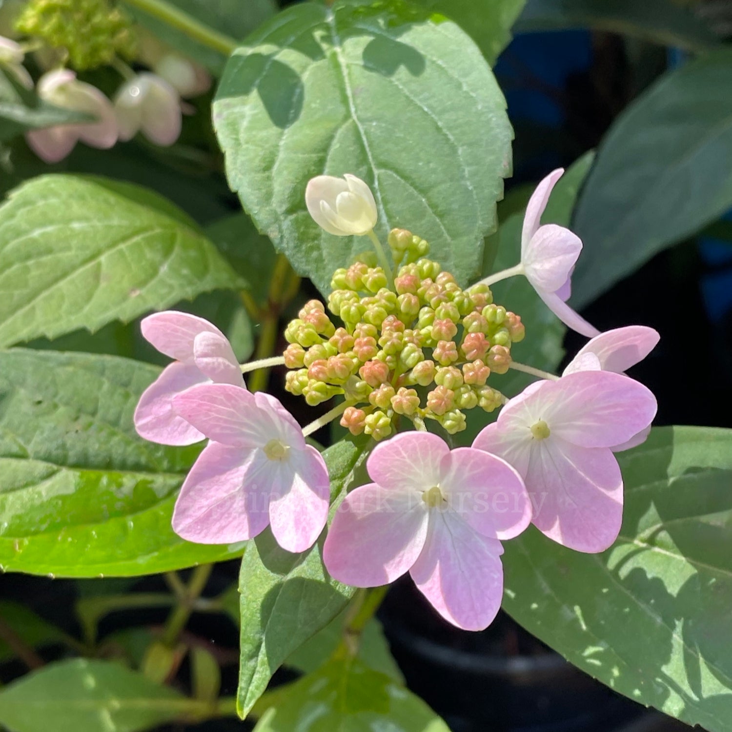 Hydrangea serrata 'Tiara' [Sz:100 mm]
