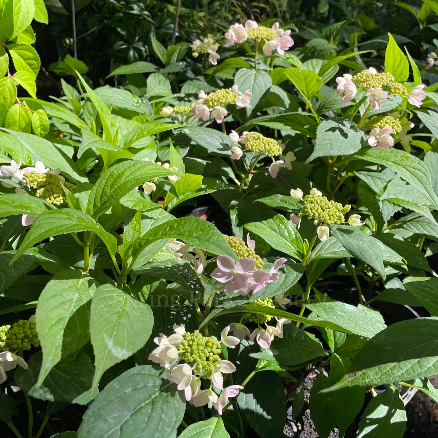 Hydrangea serrata 'Tiara' [Sz:100 mm]