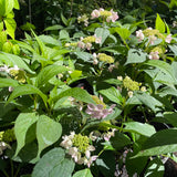 Hydrangea serrata 'Tiara' [Sz:100 mm]