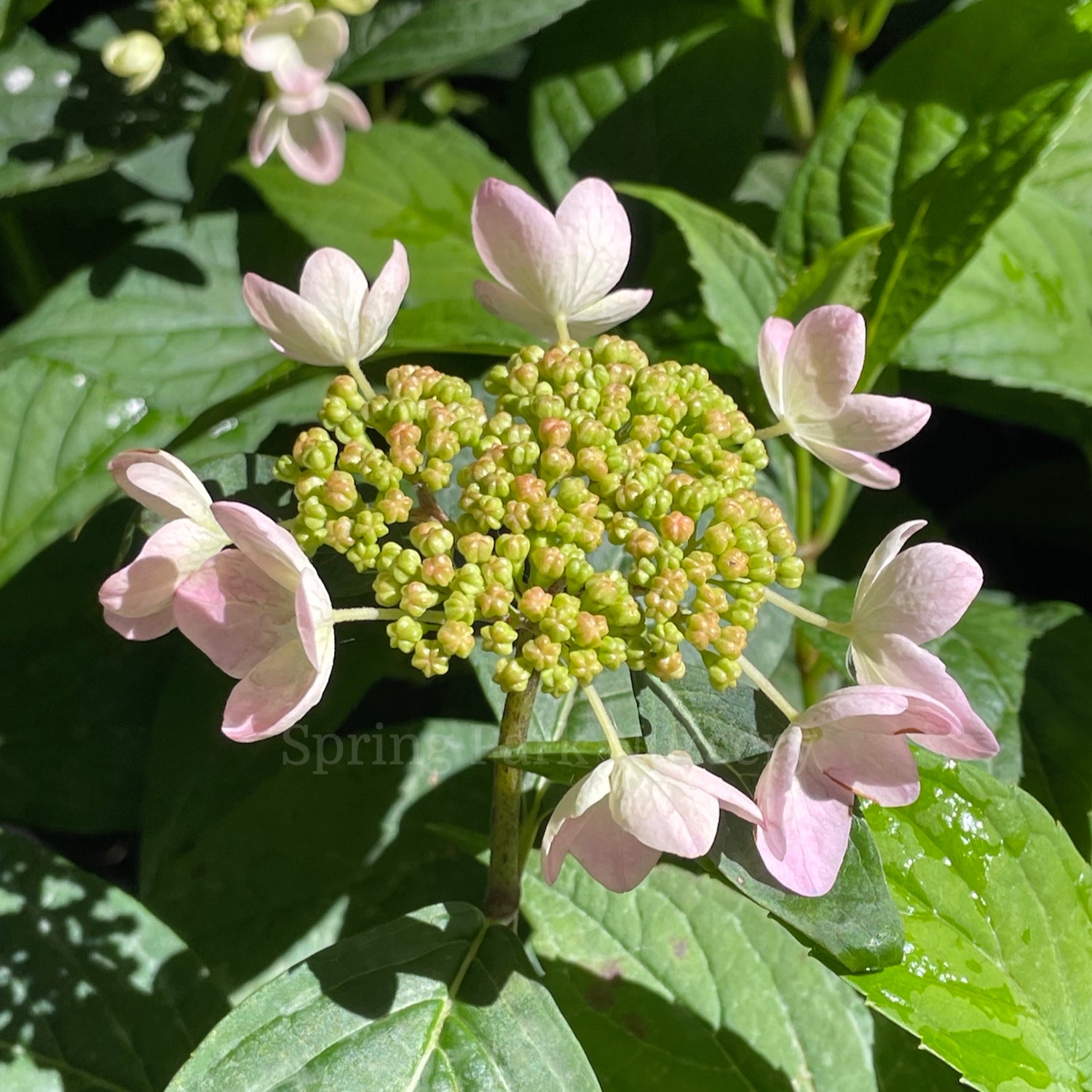 Hydrangea serrata 'Tiara' [Sz:100 mm]