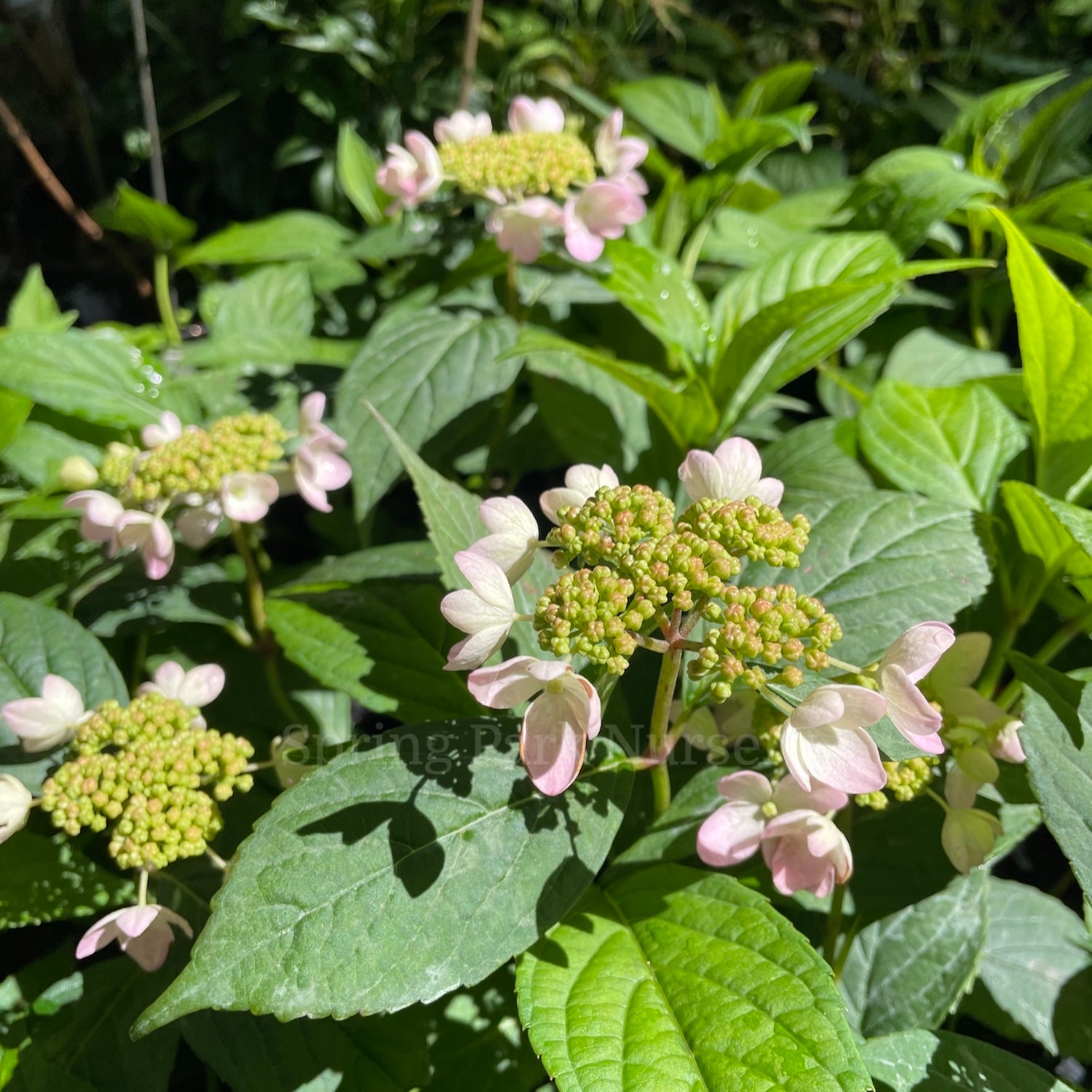 Hydrangea serrata 'Tiara' [Sz:100 mm]